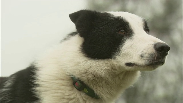 一只边境牧羊犬在看不见的羊。视频素材