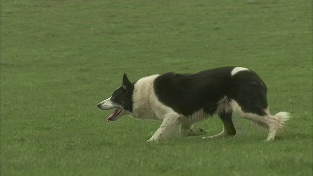 边境牧羊犬在牧场上放羊。视频素材