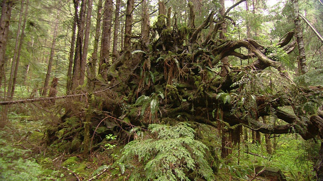 蕨类植物和苔藓生长在纠缠在一起的树根周围。视频素材