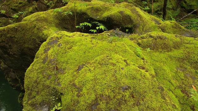 苔藓和地衣生长在小溪边的巨石上。视频素材