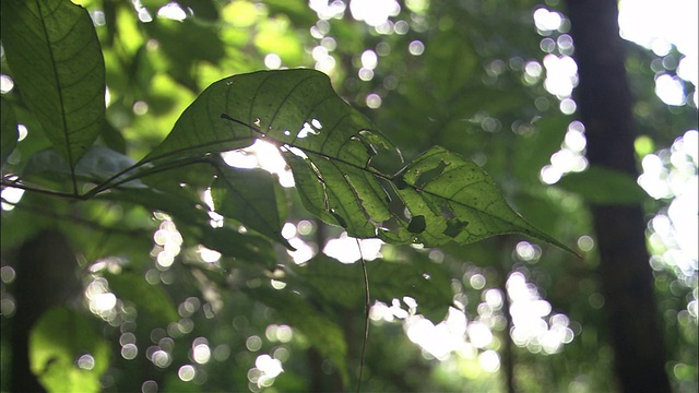 在伯利兹的森林里，阳光穿过一片被昆虫破坏的叶子。视频素材