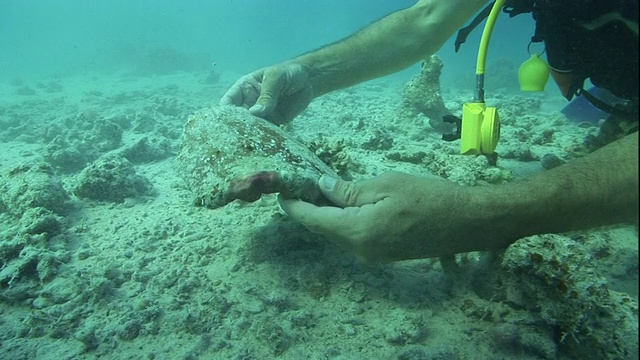 一名潜水员在红海海底检查一件藏物。视频素材