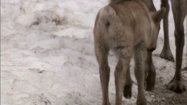 小驼鹿和鹿群在雪地上行走。视频素材