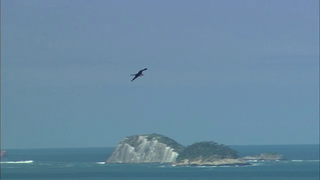 一只海鸟在巴西里约热内卢海岸附近飞翔。视频素材