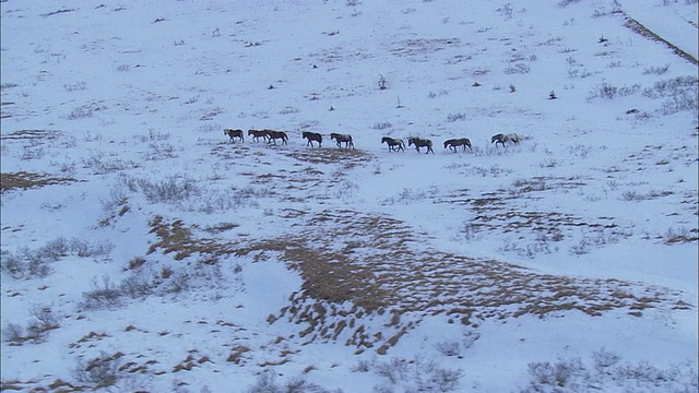 马儿穿过阿拉斯加白雪覆盖的田野。视频素材