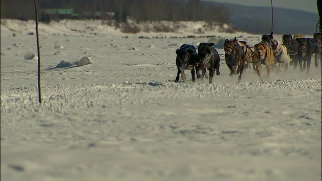 一队雪橇犬在雪地上赛跑。视频素材