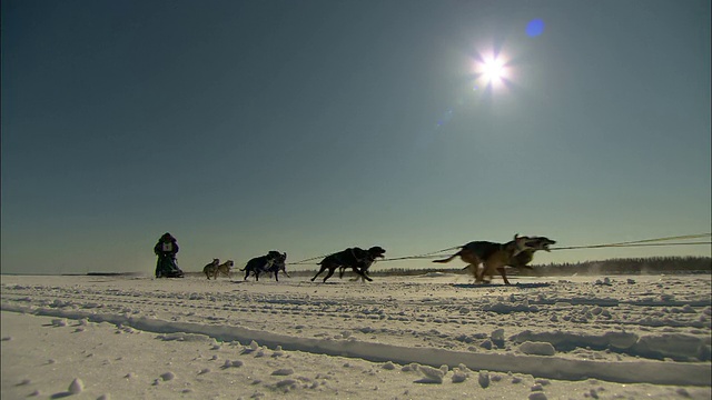 一队雪橇犬和他们的雪橇犬在白雪皑皑的原野上赛跑。视频素材