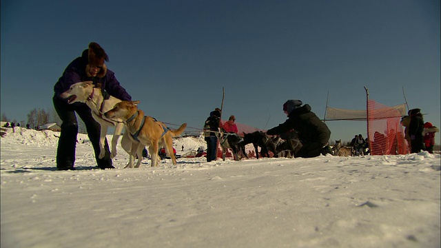 一队雪橇犬在雪地上赛跑。视频素材