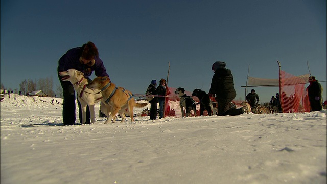 一队雪橇犬在等待比赛时跳了起来。视频素材