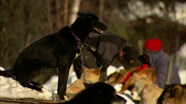 一只雪橇犬坐在雪堆上看着其他的狗和驯兽师。视频素材