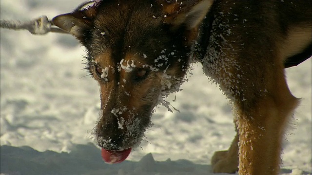 雪橇犬站在雪地里休息。视频素材