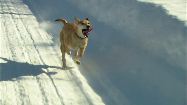 一只狗和雪橇犬一起在雪地上奔跑。视频素材