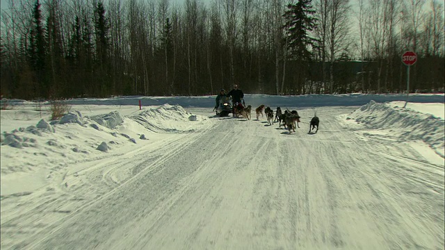 一队雪橇犬在雪地上赛跑。视频素材