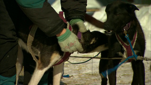 雪橇犬调整雪橇犬队的挽具。视频素材