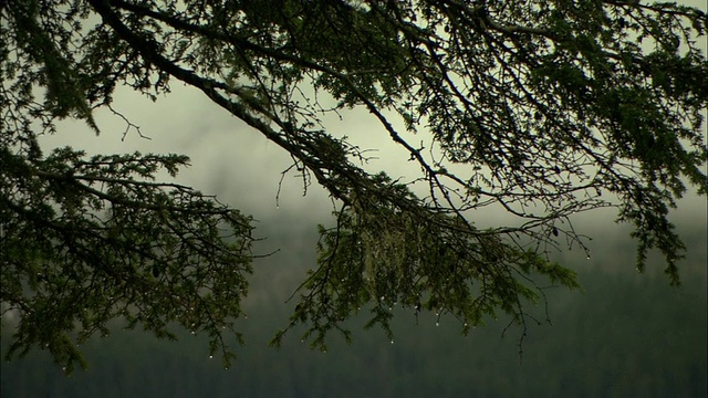 浓雾掩盖了白雪覆盖的阿拉斯加山脉。视频素材