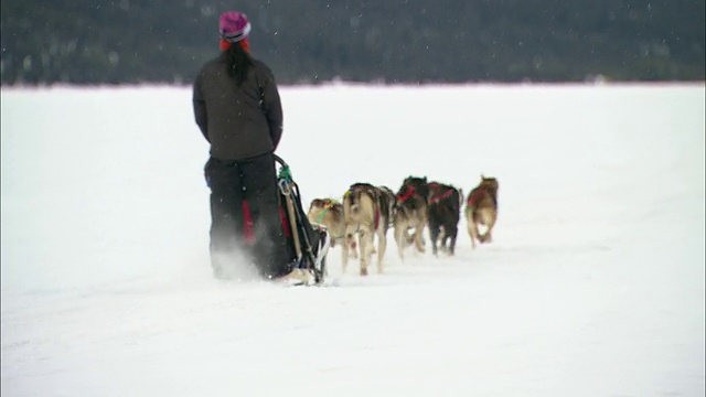 一个司机驾驶着他的雪橇犬穿过白雪覆盖的原野。视频素材