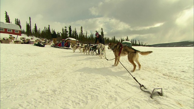 在荒野中，雪橇犬在一幢建筑附近拼命拉绳。视频素材