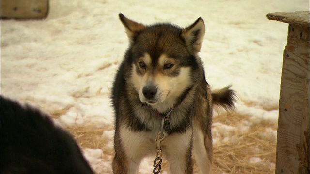 拴在笼子上的阿拉斯加雪橇犬在犬舍周围徘徊。视频素材