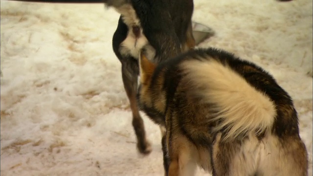 链条和绳索限制了雪橇犬的活动。视频素材