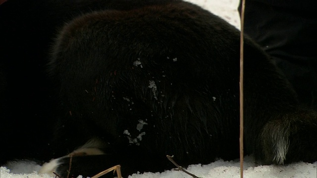 一条用皮带拴着的黑狗在雪地里休息。视频素材