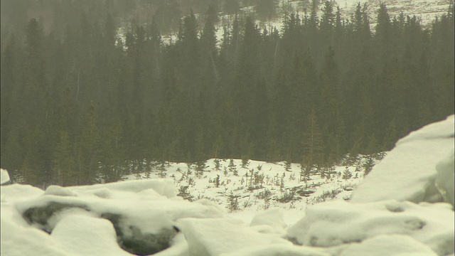 在阿拉斯加，一片茂密的常绿森林与一片积雪的空地接壤。视频素材