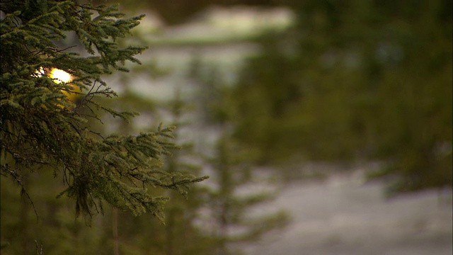 一个女人和她的狗骑着雪地摩托经过常青树。视频素材