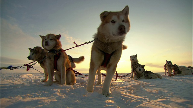 一队雪橇犬站在阿拉斯加的冰雪苔原上。视频素材