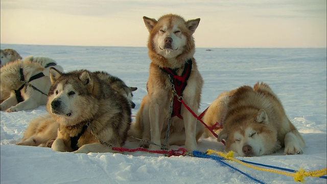 一队雪橇犬在冰雪覆盖的苔原上休息。视频素材