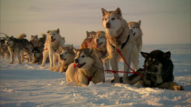 一队雪橇犬在冰雪覆盖的阿拉斯加苔原上休息。视频素材