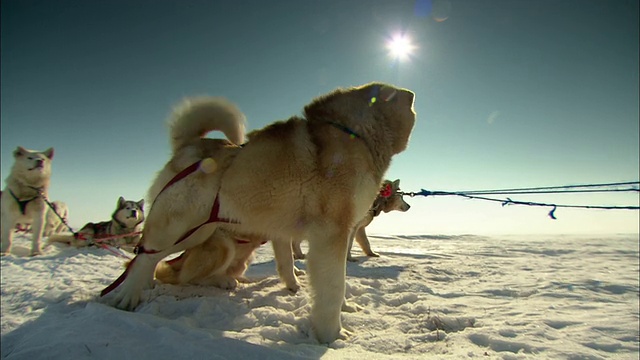 雪橇犬兴奋地嚎叫。视频素材