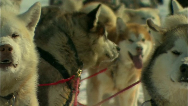 一队雪橇犬兴奋地等待着奔跑。视频素材