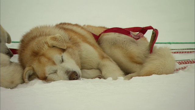 一只拉雪橇的狗安静地睡在雪地里。视频素材