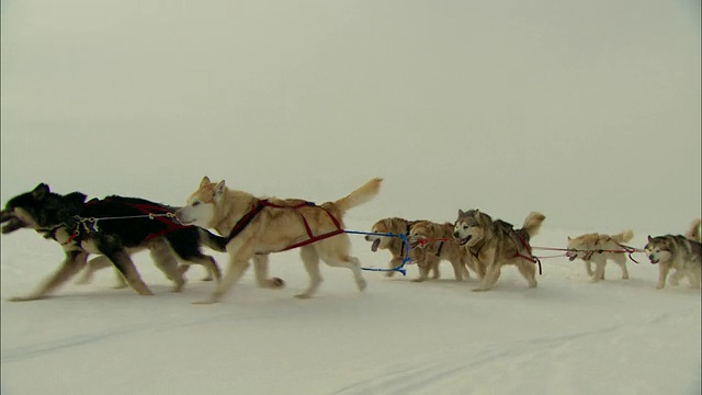 雪橇犬一起拉雪橇。视频素材