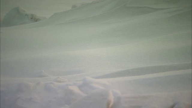 阿拉斯加的山坡上覆盖着厚厚的积雪。视频素材