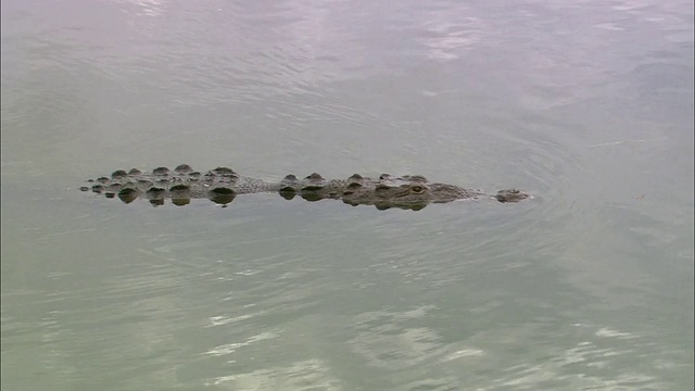 鳄鱼浮在水面上，几乎不浮在水面上。视频素材