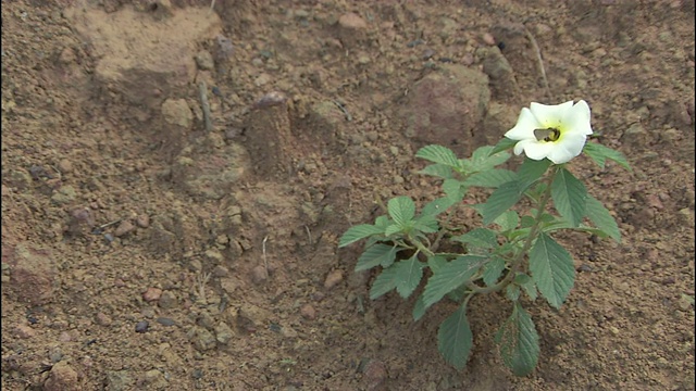 一朵孤独的白花在泥土中盛开。视频素材