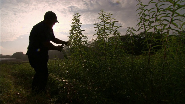 农夫在田里修剪植物。视频素材