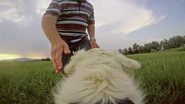 POV年长的男性主人抚摸着狗视频素材