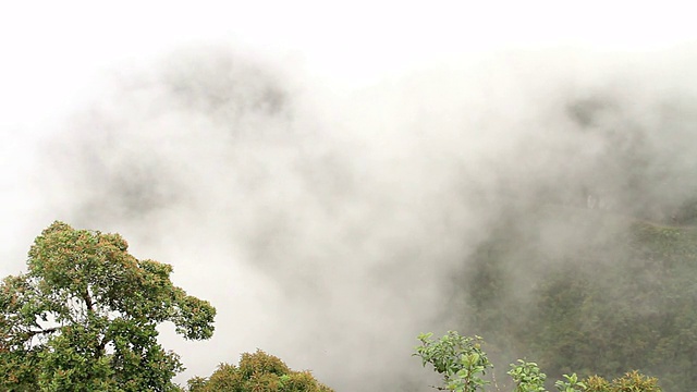 雾在雨林中飘过。视频素材