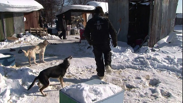 一个人拉着一条狗穿过雪地，经过了其他的狗，然后把它拴在狗窝里。视频素材