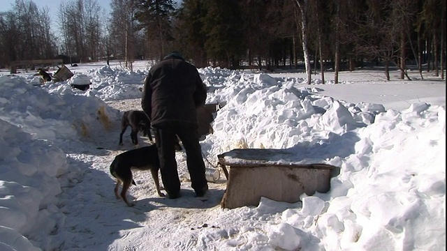 一个人拖着一条狗穿过雪，和其他狗一起去狗窝。视频素材