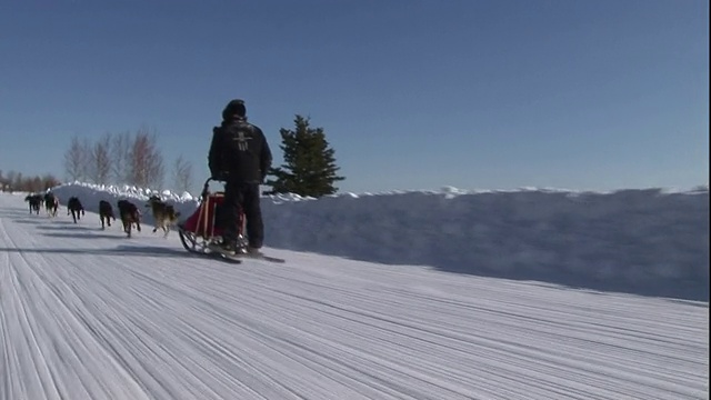 在阿拉斯加的一条结冰的道路上，一队雪橇犬拉着雪橇和雪橇。视频素材