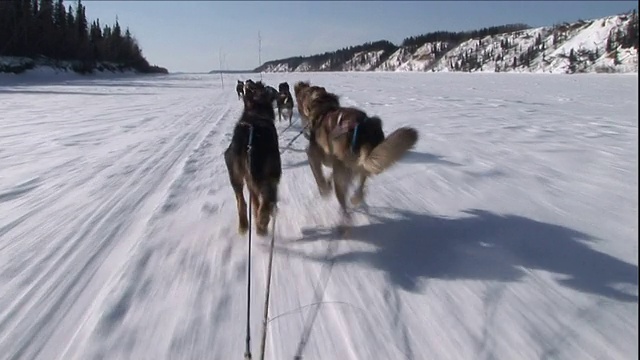 一队雪橇犬在雪地上赛跑。视频素材