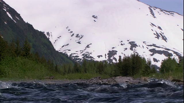 一条河流滚滚流过雪山和郁郁葱葱的河岸。视频素材