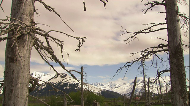 光秃秃的树木映照在遥远的阿拉斯加雪山上。视频素材