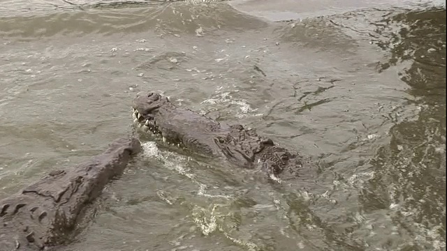 在佛罗里达，一条水下鳄鱼浮出水面，咬着悬挂的肉。视频素材