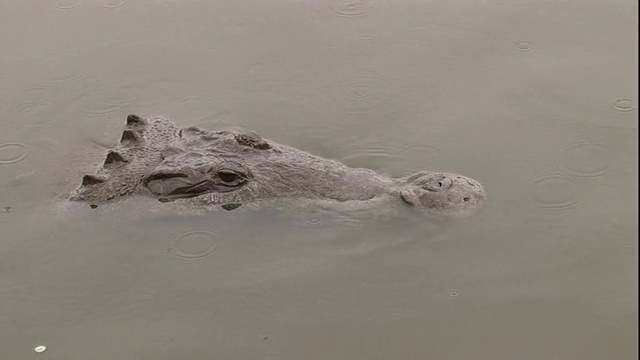 佛罗里达，一条淹没在水中的鳄鱼把头露出水面。视频素材