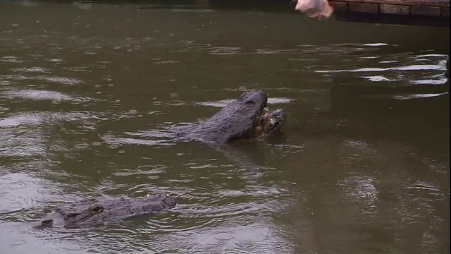 鳄鱼从水里爬出来抓一些诱饵。视频素材