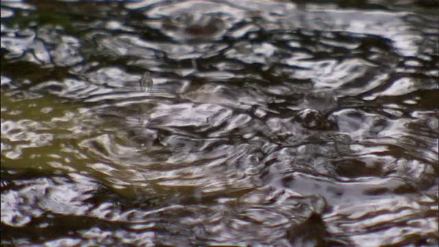 雨滴落下时水波荡漾。视频素材