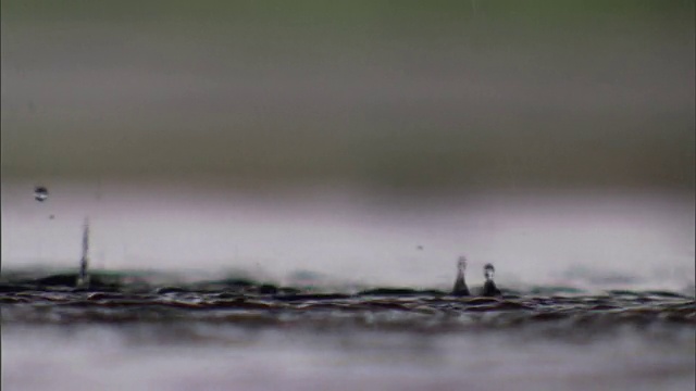 当雨水碰到水坑时，水珠上升。视频素材